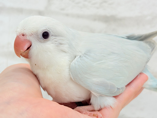透明感たっぷり〜🫧どんぐりアイスブルー🌰🧊オキナインコ(ブルーパリドイノオパーリン) ヒナ