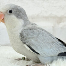 落ち着きカラーのペンギンさん🐧🩶オキナインコ(コバルトオパーリン) ヒナ