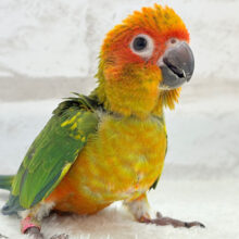 情熱カラーの元気っ子🌻🧡コガネメキシコインコ(男の子) ヒナ