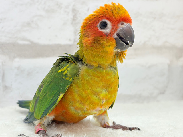 情熱カラーの元気っ子🌻🧡コガネメキシコインコ(男の子) ヒナ