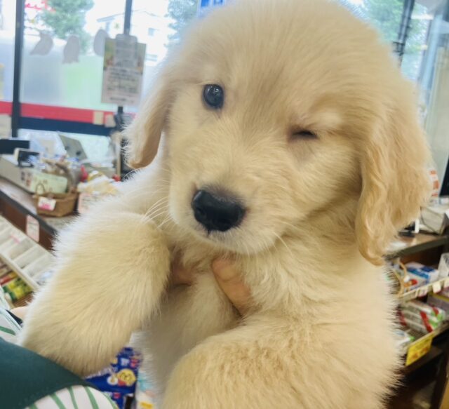 動画更新💟一目惚れ間違いナシ！ゴールデンレトリバー再来!!