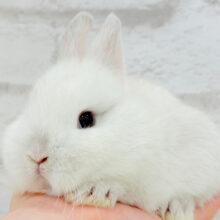 もっこもこわた毛ちゃん🐰☁️ネザーランドドワーフ(フロスティ) 男の子