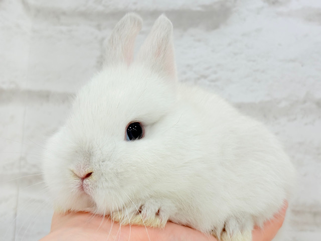 もっこもこわた毛ちゃん🐰☁️ネザーランドドワーフ(フロスティ) 男の子