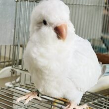 最新画像＆動画更新❤まんまるヨチヨチ怪獣⁈オキナインコ（ブルーパリドオパーリン）