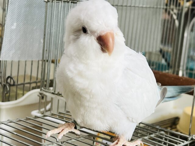 最新画像＆動画更新❤まんまるヨチヨチ怪獣⁈オキナインコ（ブルーパリドオパーリン）