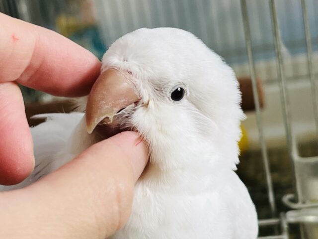 オキナインコ