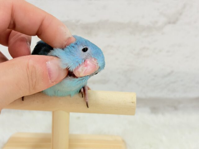 マメルリハ