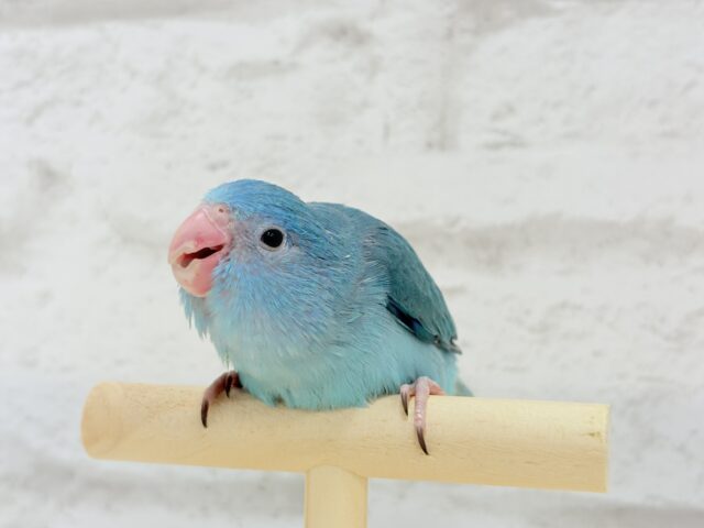 マメルリハ