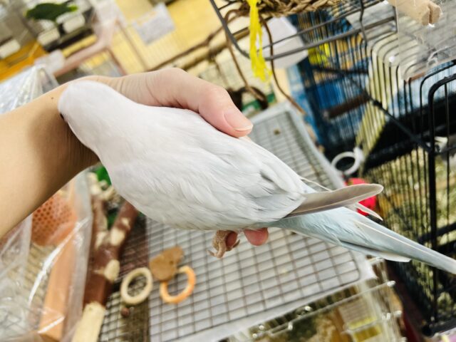 オキナインコ