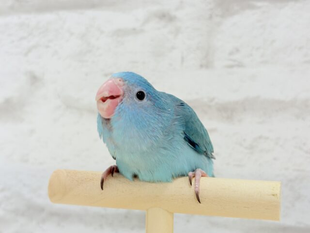 マメルリハ