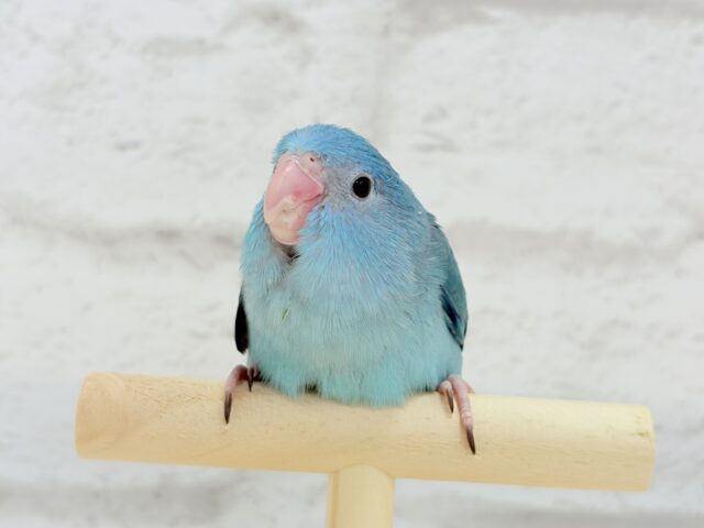 マメルリハ