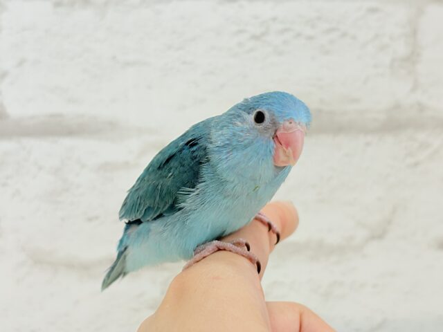 マメルリハ