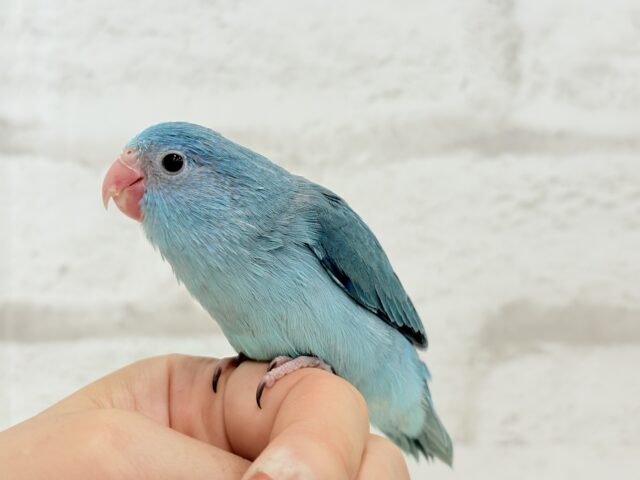 マメルリハ