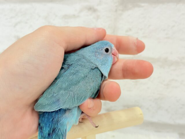 マメルリハ