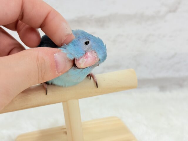 マメルリハ