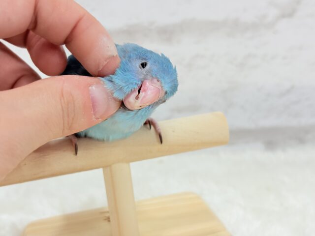 マメルリハ