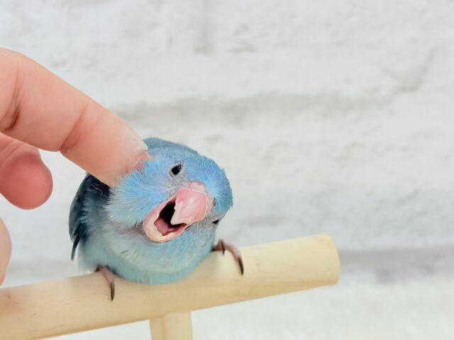 マメルリハ