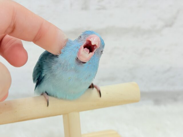マメルリハ
