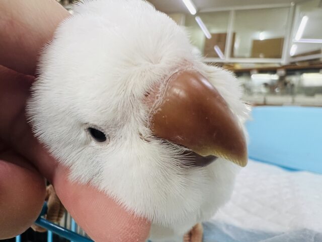 オキナインコ