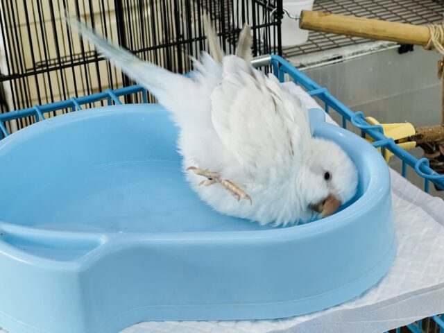 オキナインコ
