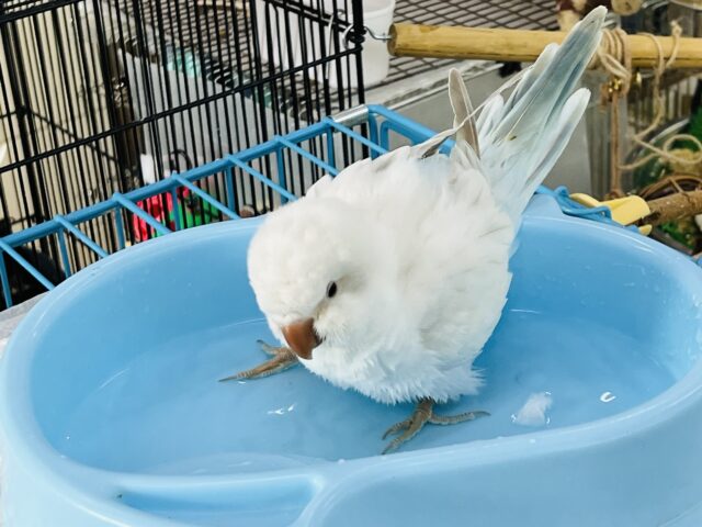 オキナインコ
