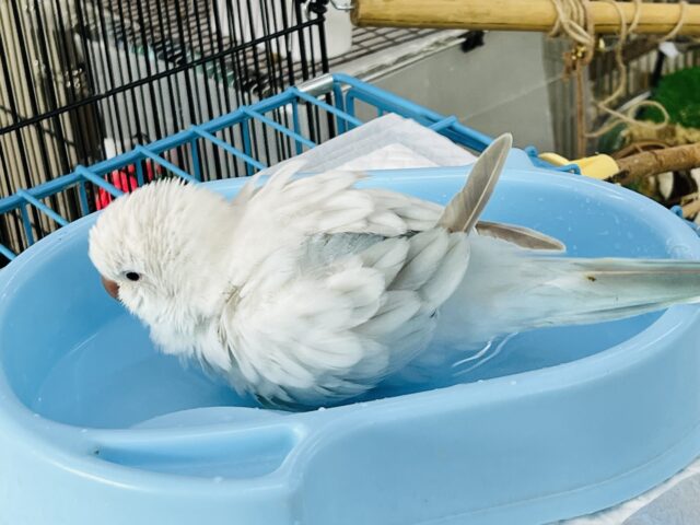 オキナインコ