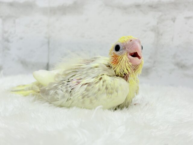 オカメインコ