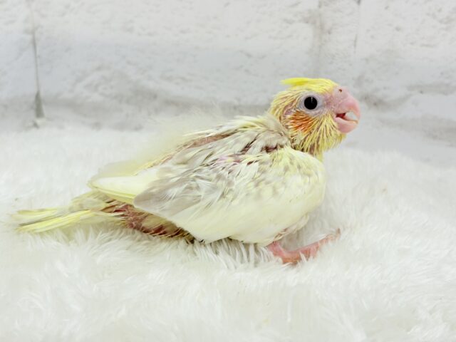 オカメインコ
