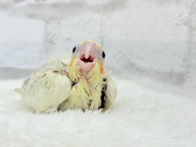 オカメインコ