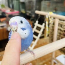 かわいくてかわいくてメロメロです❤︎•͈ᴗ•͈ ベタなれセキセイちゃん💟🕊️