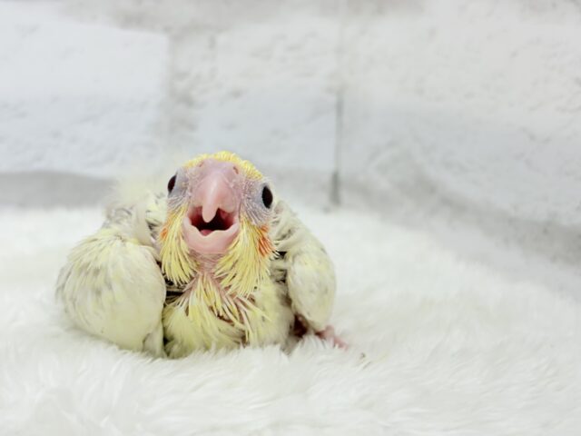 オカメインコ