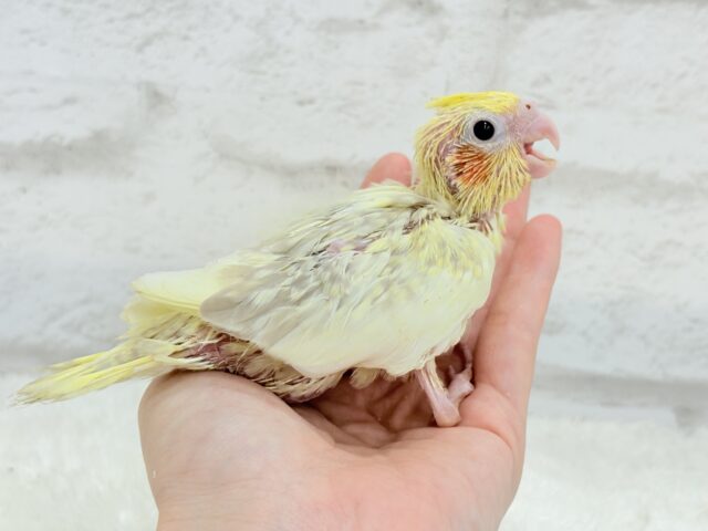 オカメインコ