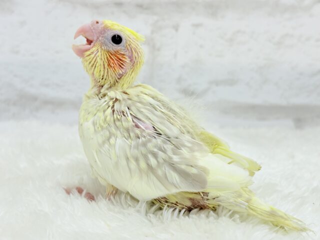オカメインコ