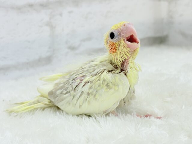 オカメインコ