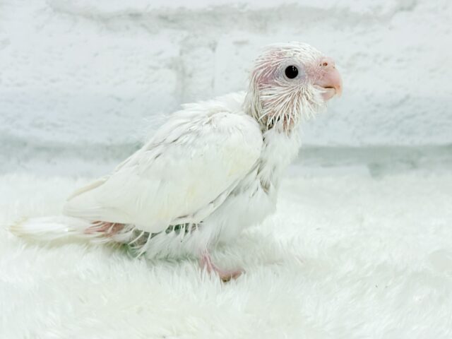 オカメインコ
