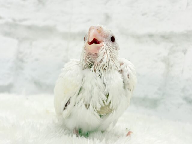 オカメインコ
