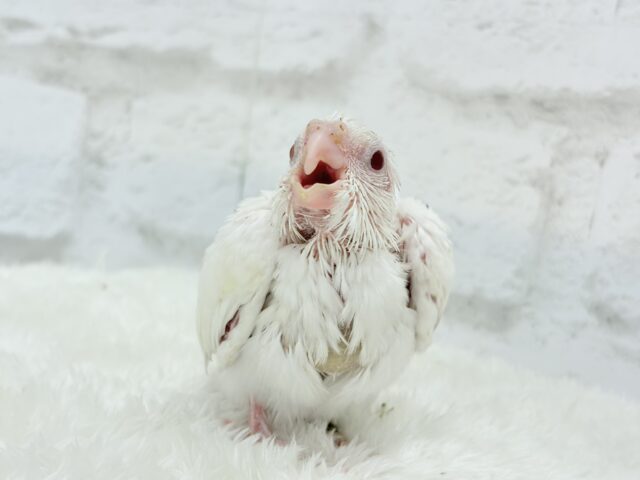 オカメインコ