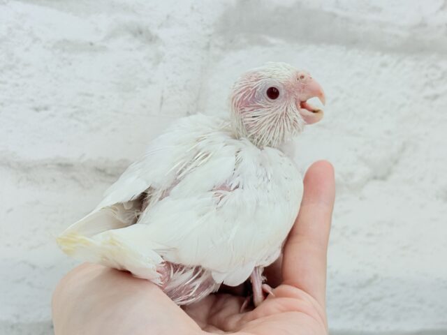 オカメインコ