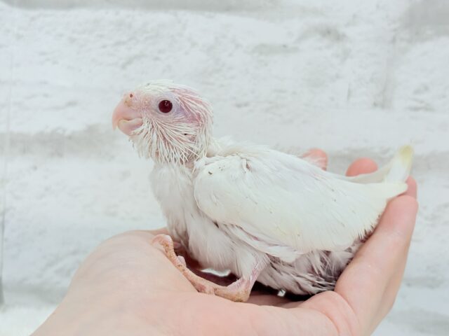 オカメインコ