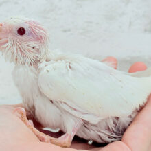 ハゲタカみたい🐣可愛さ溢れるオカメインコ🫧(ピュアホワイト) ヒナ