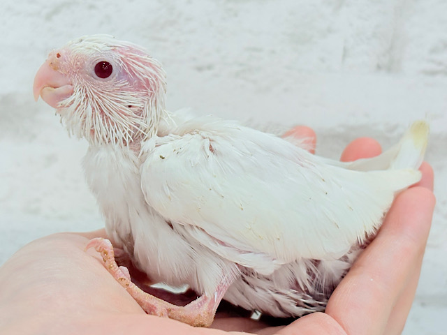 ハゲタカみたい🐣可愛さ溢れるオカメインコ🫧(ピュアホワイト) ヒナ