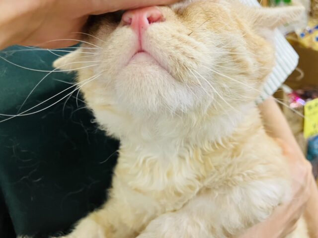 ラムキン