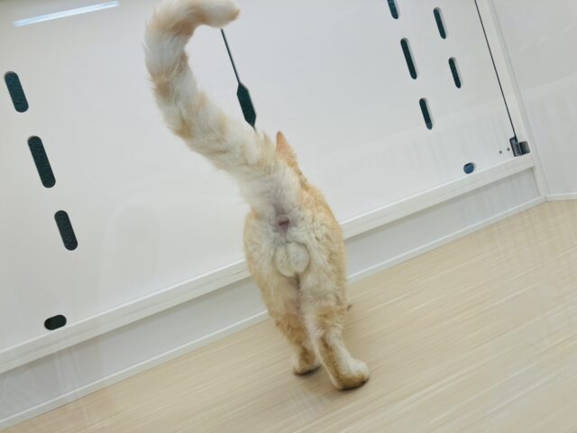 ラムキン