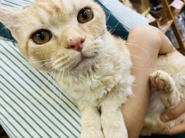 ラムキン