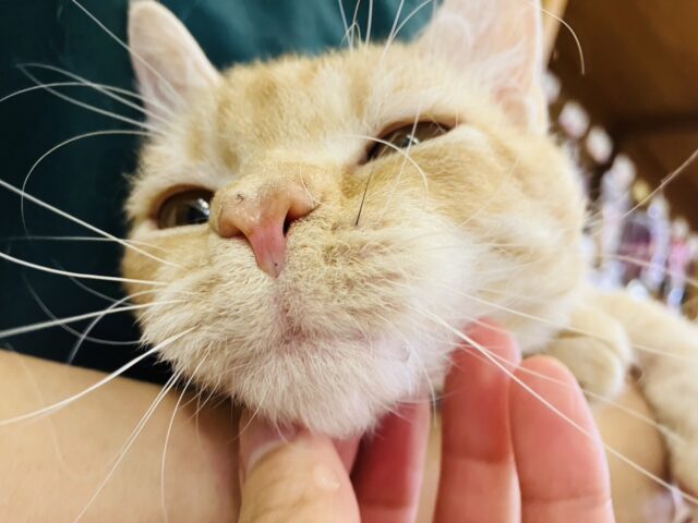 ラムキン