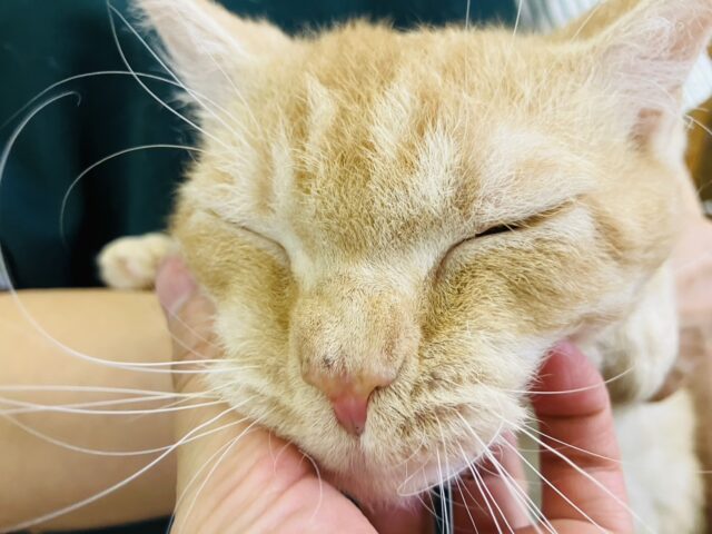ラムキン
