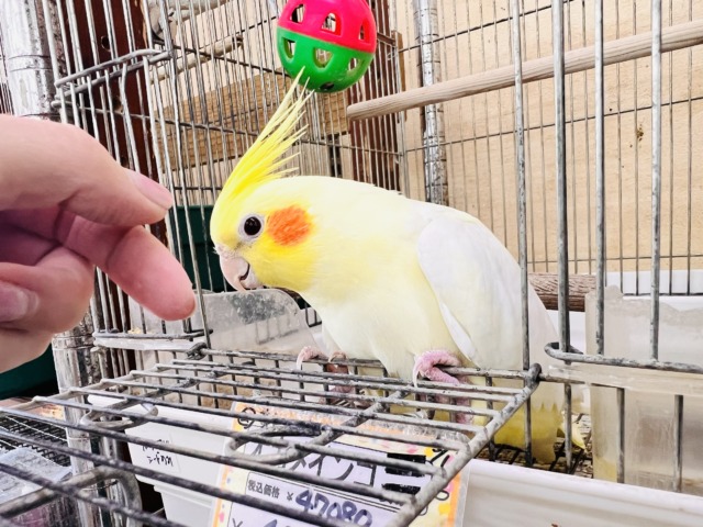 オカメインコ