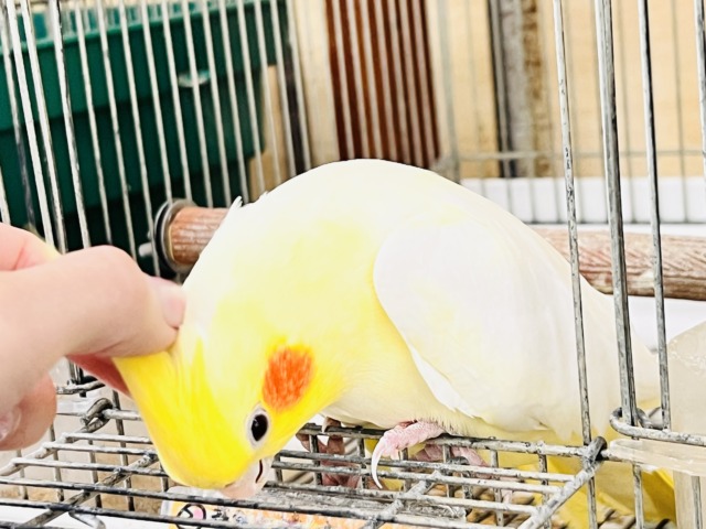 オカメインコ