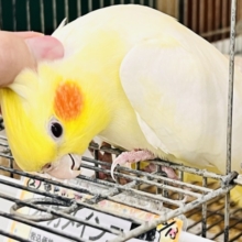 画像更新☆超ビッグボディー💛マーガレットみたいにパッと黄色い🌼オカメインコのルチノー♡