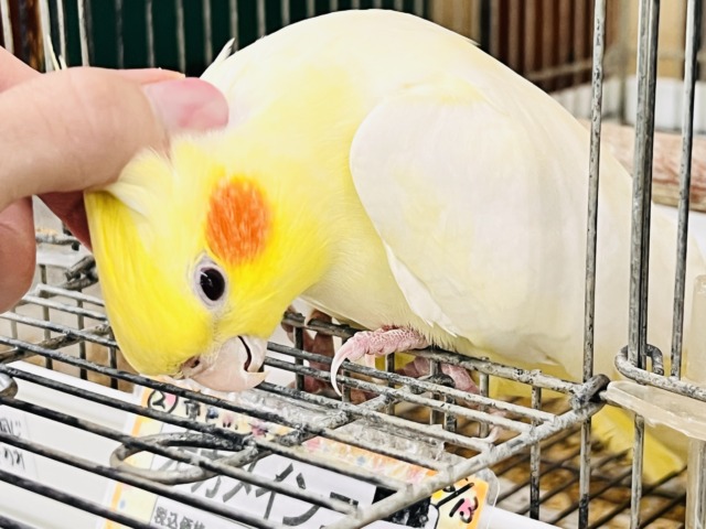 画像更新☆超ビッグボディー💛マーガレットみたいにパッと黄色い🌼オカメインコのルチノー♡ 画像更新☆超ビッグボディー💛マーガレットみたいにパッと黄色い🌼オカメインコのルチノー♡
